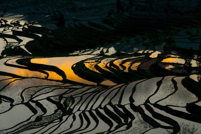 元陽梯田 Rice terraces in Yuanyang
