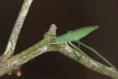 True Katydid 柯氏翡螽 Phyllomimus klapperichi