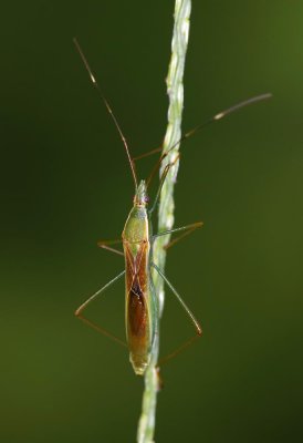 Leptocorisa acuta 大稻緣蝽 Long Rice Bug