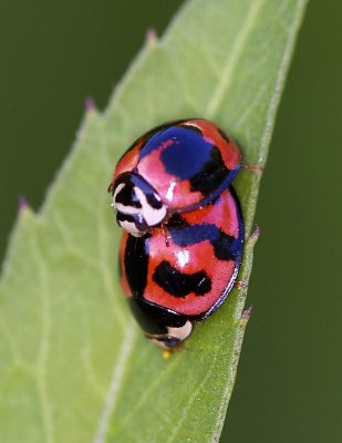 Ladybird Beetle 十斑盤瓢蟲 Menochilus sexmaculatus