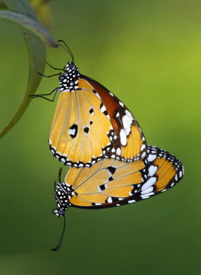 Plain Tiger 金斑蝶 Danaus chrysippus
