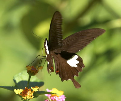 Red Helen 玉斑鳳蝶 Papilio Helenus