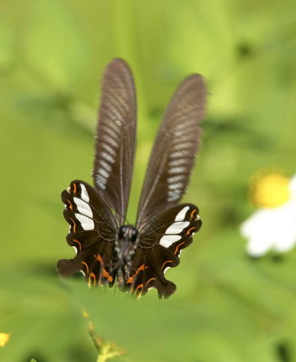 Red Helen 玉斑鳳蝶 Papilio Helenus