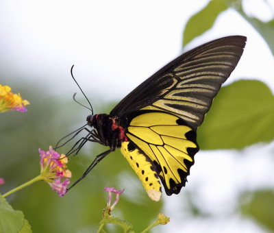 Common Birdwing (male) 裳鳳蝶Troides Helena