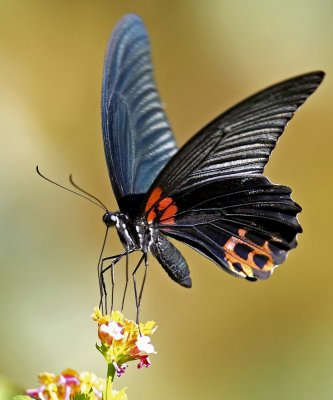 Great Mormon (male) 美蝶鳳 Papilio memnon