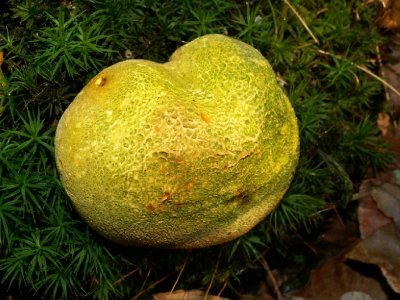 Aardappelbovist = Scleroderma verrucosum