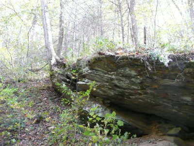 Trees growing out of the rock