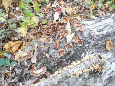 What a beautiful fungus!