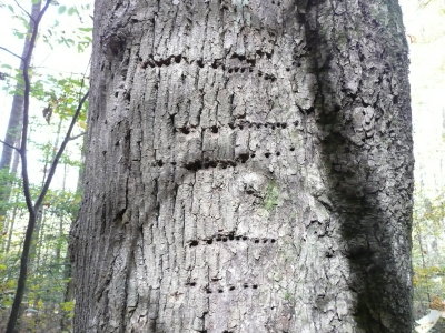 Woodpecker holes