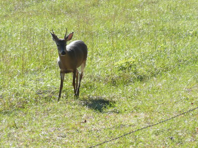 Cade's cove