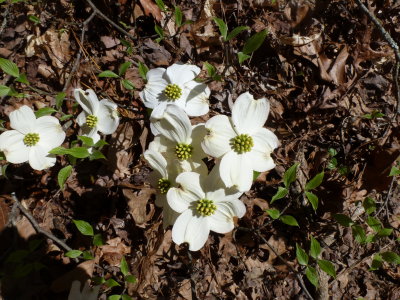 Beautiful wild flowers
