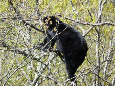 Climbing higher as he continues to eat