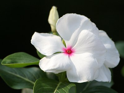Unknown but Pretty