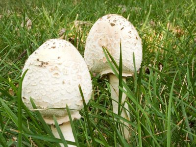 Baby Mushrooms