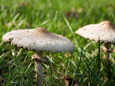 Grown Up Mushrooms