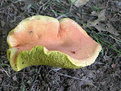 More 'Shrooms and a Cricket