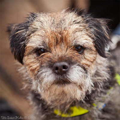 25/4 Kira (or maybe Kyra), a borderterrier lady