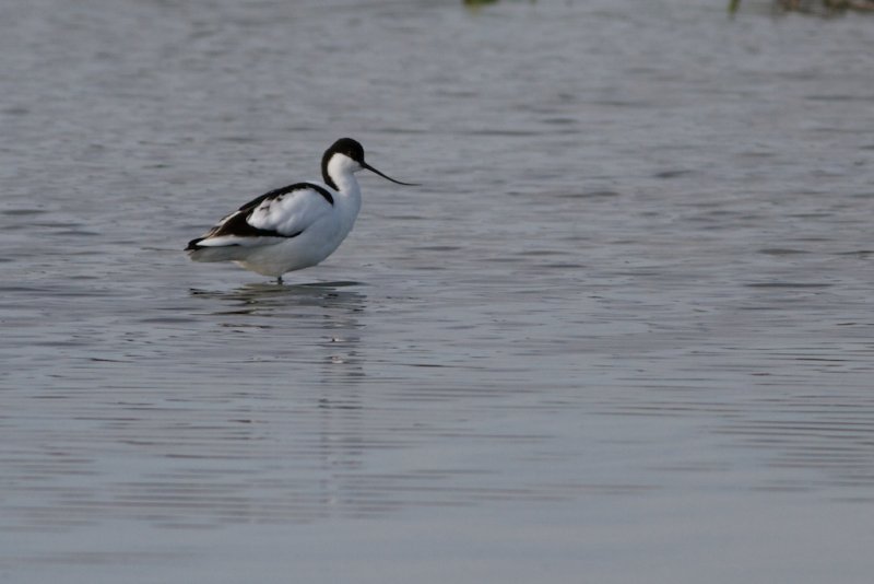Avocette lgante
