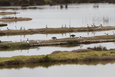 Polder de Sbastopol