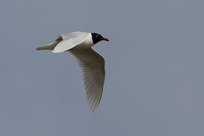 Mouette mlanocphale