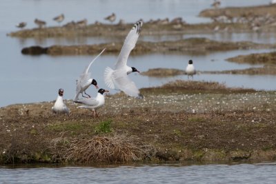 Mouettes mlanocphales