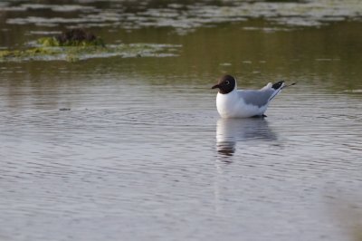 Mouette rieuse