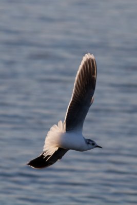 Mouette pygme