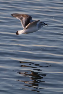 Mouette pygme