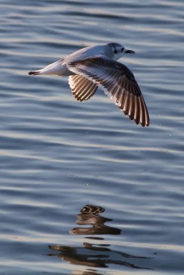 Mouette pygme