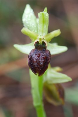 Ophrys sphegodes
