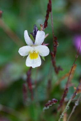 Viola kitebailana