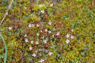 Saxifraga tridactylites