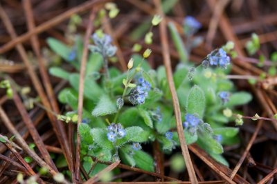 Myosotis ramosissima