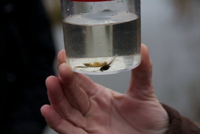 Chirocephalus