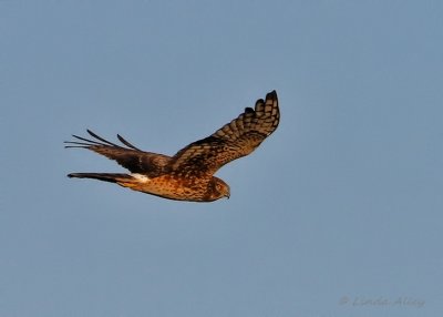 IMG_0012northern harrier.jpg