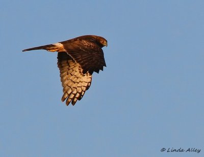 IMG_9999northern harrier.jpg