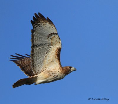 IMG_9968red tailed hawk.jpg