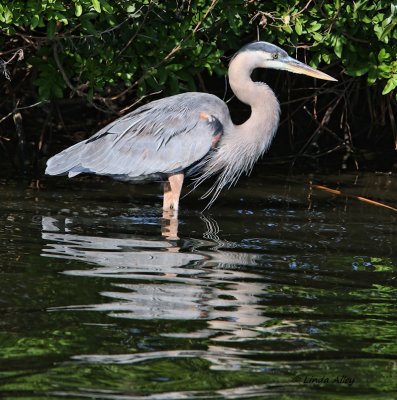 IMG_9565great blue heron.jpg