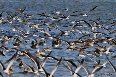 IMG_9619skimmers pintails.jpg