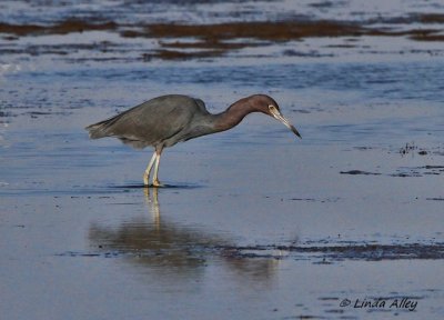 IMG_9925little blue heron.jpg