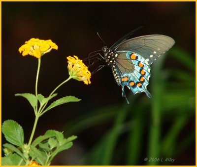 pipevine swallowtail male