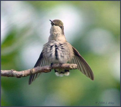 2006 Hummingbirds