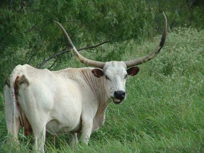 exotic longhorn