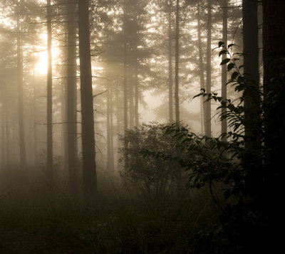 GALLERY: ZONSONDERGANG