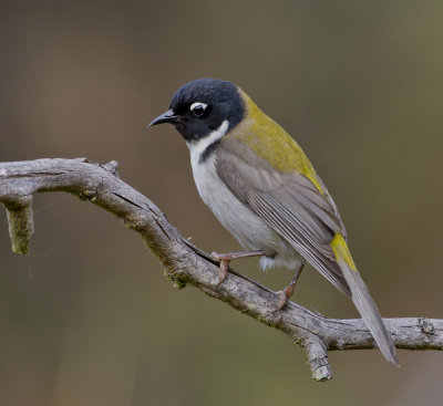 Black-headed Honeyeater