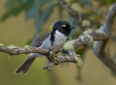 Black-headed Honeyeater