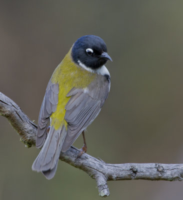 Black-headed Honeyeater