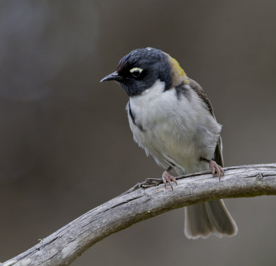 Black-headed Honeyeater