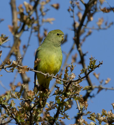 Blue-winged Parrot