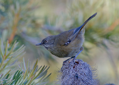 Tasmanian Scrubwren